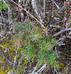 Asparagus lignosus