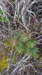 Asparagus lignosus