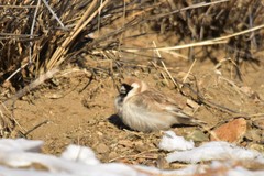 Montifringilla davidiana