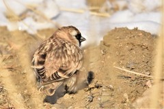 Montifringilla davidiana