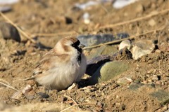 Montifringilla davidiana