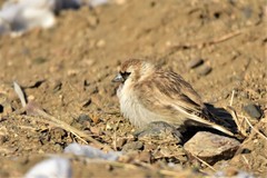 Montifringilla davidiana