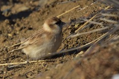 Montifringilla davidiana