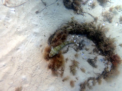 Platycephalus laevigatus