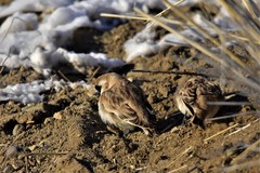 Montifringilla davidiana