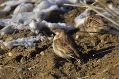 Montifringilla davidiana