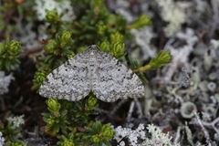 Xanthorhoe baffinensis