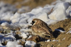 Montifringilla davidiana