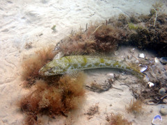 Platycephalus laevigatus