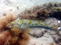 Platycephalus laevigatus