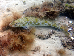 Platycephalus laevigatus