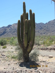 Trichocereus terscheckii