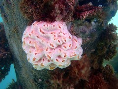 Aplidium opacum