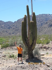 Trichocereus terscheckii