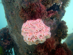Aplidium opacum