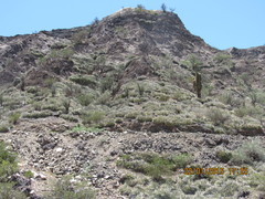Trichocereus terscheckii