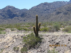 Trichocereus terscheckii