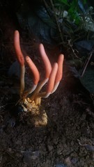 Ophiocordyceps melolonthae