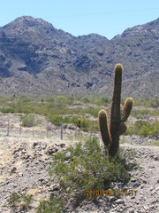Trichocereus terscheckii