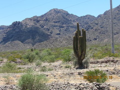 Trichocereus terscheckii