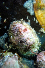 Plaxiphora matthewsi
