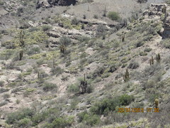 Trichocereus terscheckii