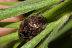 Ospidus chrysomeloides