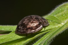 Ospidus chrysomeloides