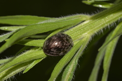 Ospidus chrysomeloides