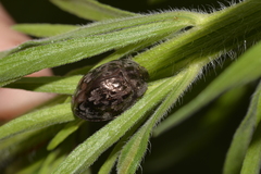 Ospidus chrysomeloides