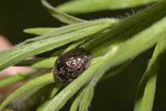Ospidus chrysomeloides