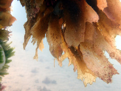 Brachaluteres jacksonianus