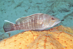 Black Sea Bass photo 4