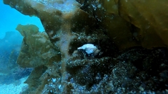 Rhamphocottus richardsonii