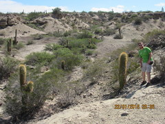 Trichocereus terscheckii