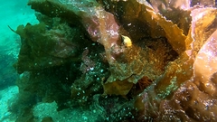 Rhamphocottus richardsonii