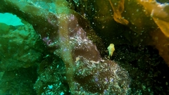 Rhamphocottus richardsonii