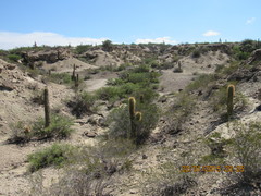 Trichocereus terscheckii
