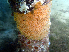 Didemnum lissoclinum