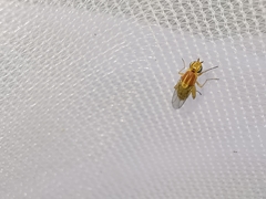 Meromyza femorata
