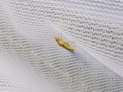 Meromyza femorata