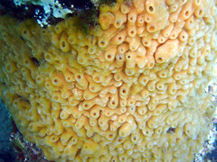 Didemnum lissoclinum