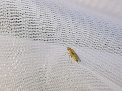Meromyza femorata