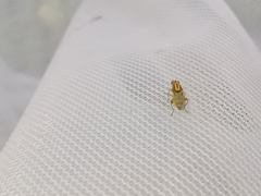 Meromyza femorata
