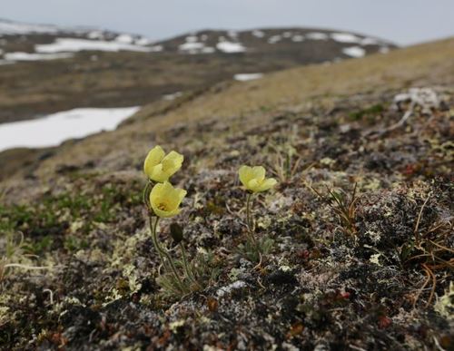 Labrador Poppy (Oreomecon labradorica)