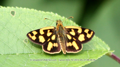 Carterocephalus longimaculatus