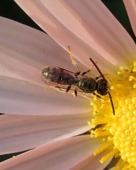Lasioglossum zephyrus