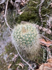 Parodia concinna