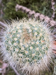 Parodia concinna