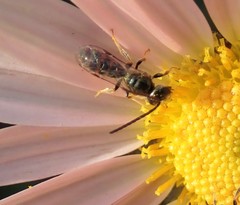 Lasioglossum zephyrus